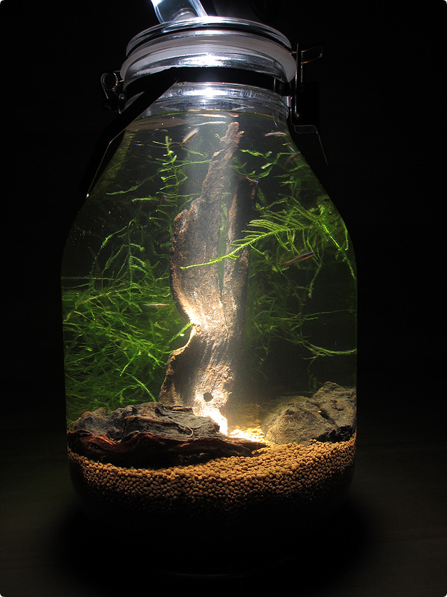 bottle_aquarium